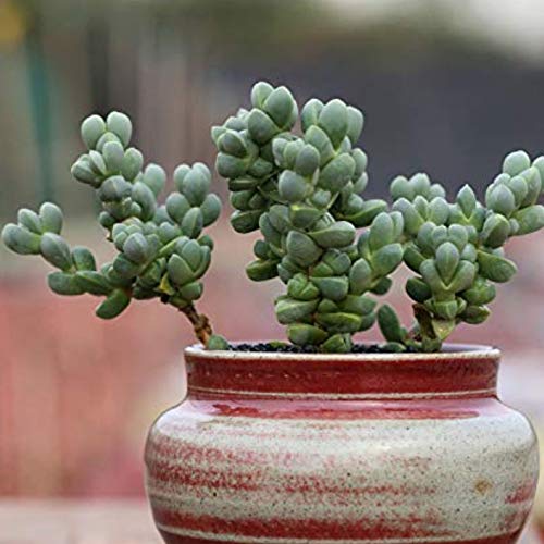 Corpuscularia Lehmannii (Ice Plant) Cuttings image 1