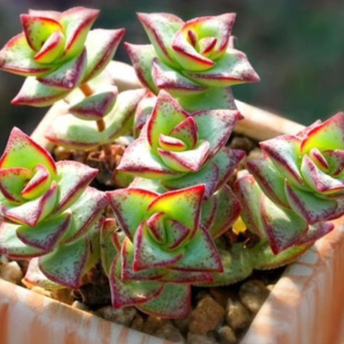 Crassula Perforata Subsp. Perforata image 3