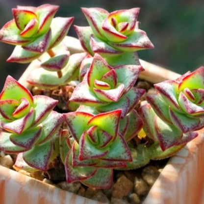 Crassula Perforata Subsp. Perforata image 3