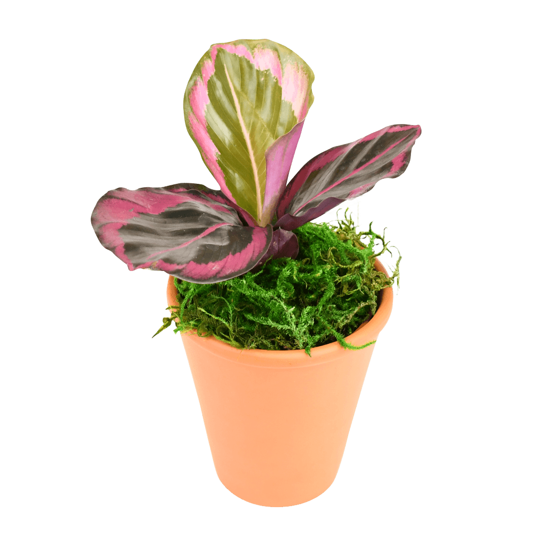 2.5" Calathea Red Mojo image 1