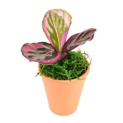 2.5" Calathea Red Mojo image 1