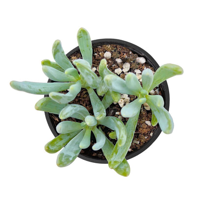 Curio repens / Mini Blue Chalk Sticks image 1