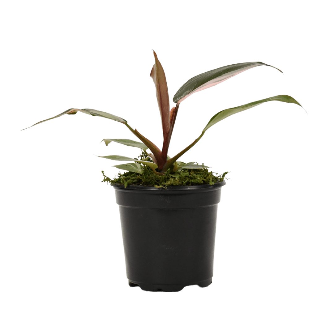 4" Philodendron Pink Princess image 0