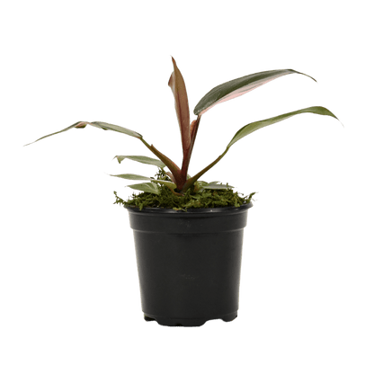 4" Philodendron Pink Princess image 0