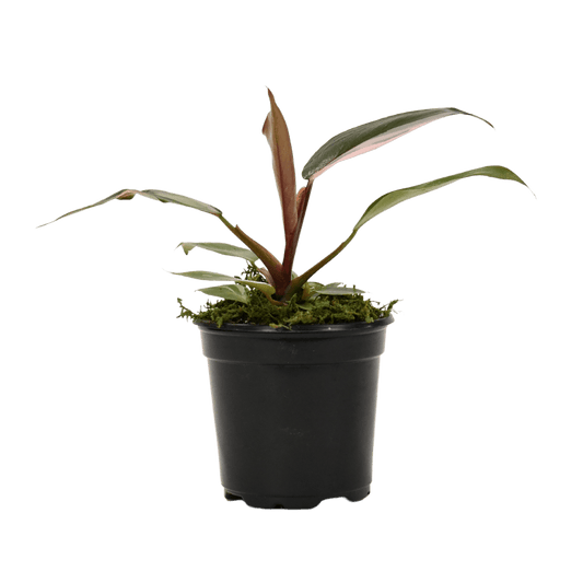 4" Philodendron Pink Princess image 0