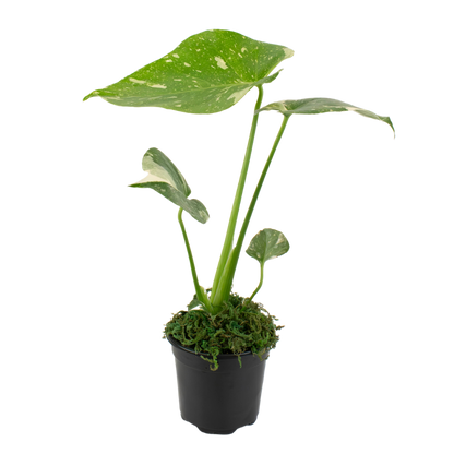 4" Monstera Thai Constellation image 1