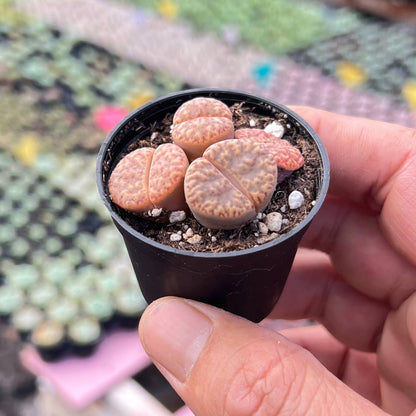 Lithops bromfieldii var. glaudinae image 2