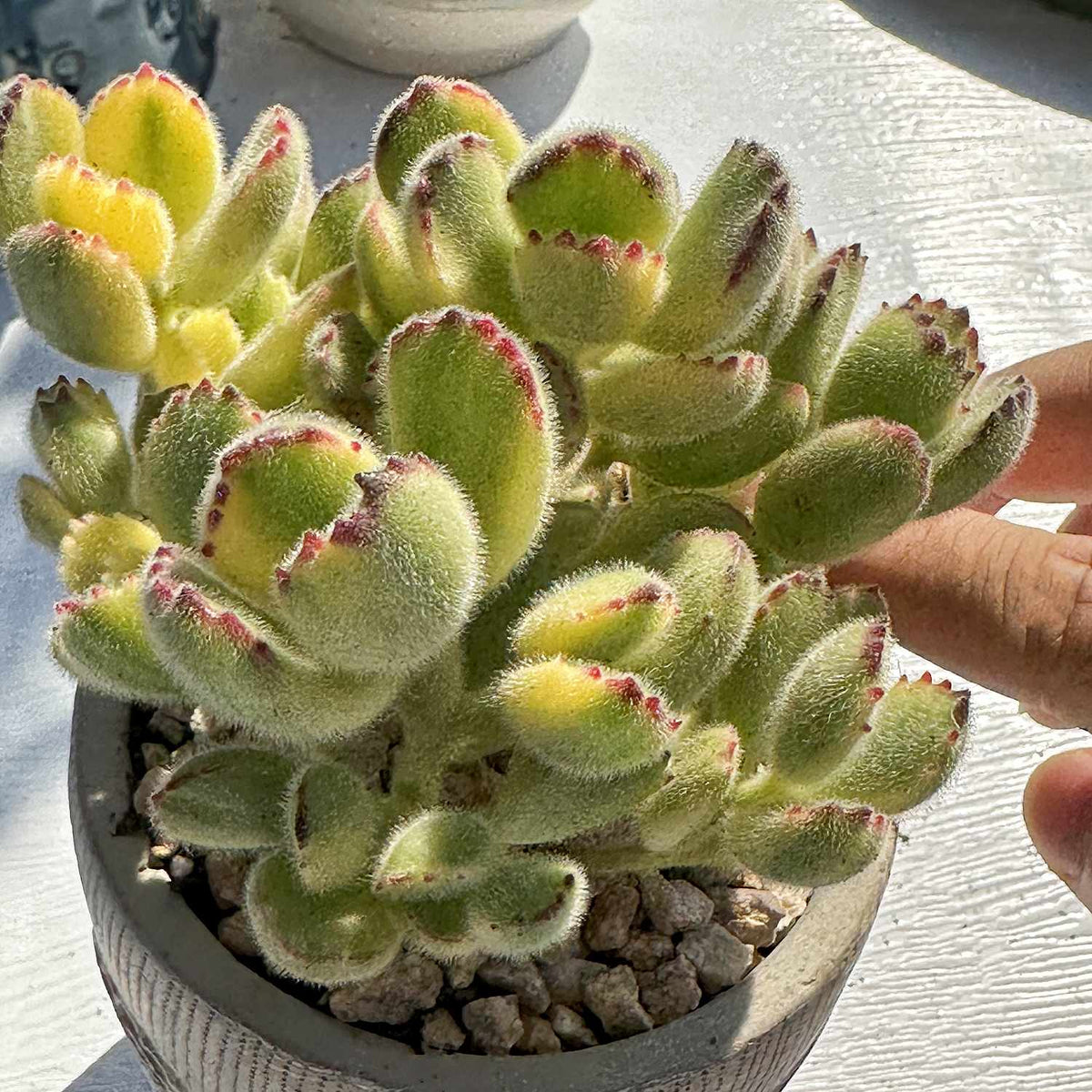 Cotyledon Tomentosa Variegated image 2