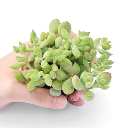 Cotyledon Pendens (Cliff Cotyledon) Cuttings image 0