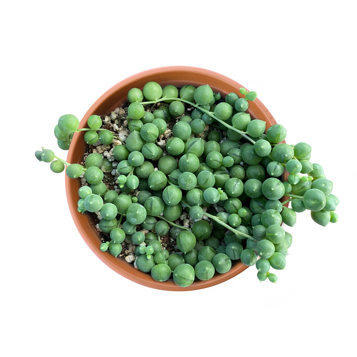 String of Pearls/Senecio Rowleyanus (4 inch) image 1