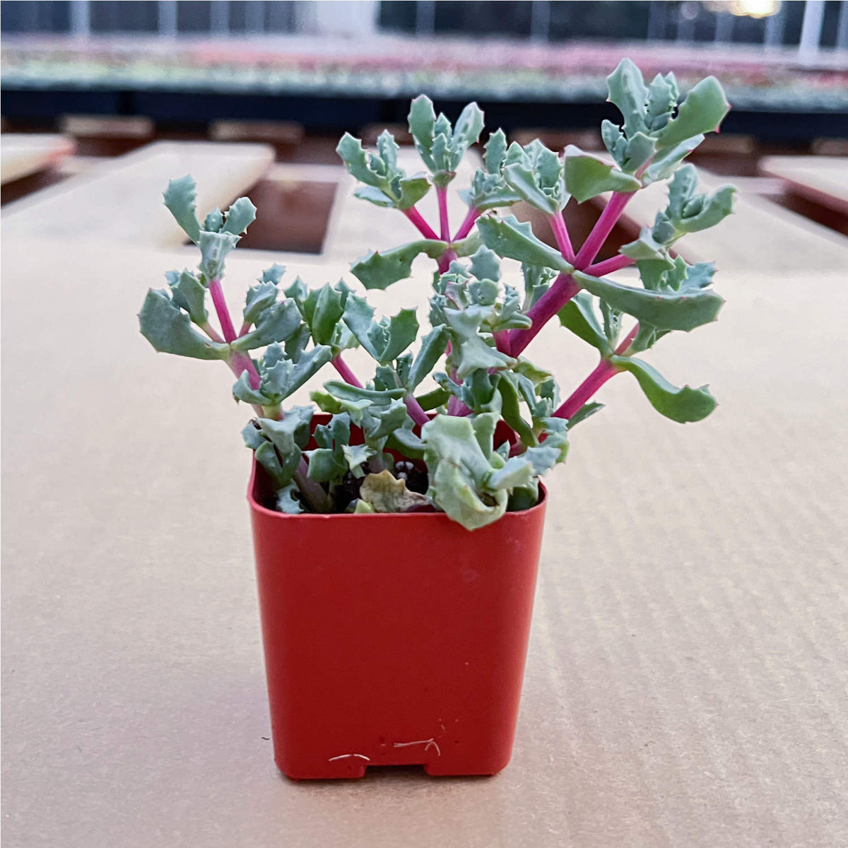 Oscularia Pedunculata image 1