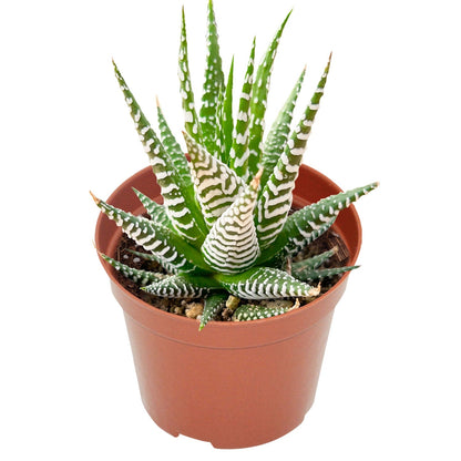 Haworthia fasciata 'Big Band' (4 inch) image 1