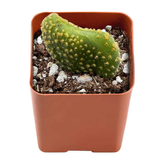 Opuntia Microdasys Monstrose image 0