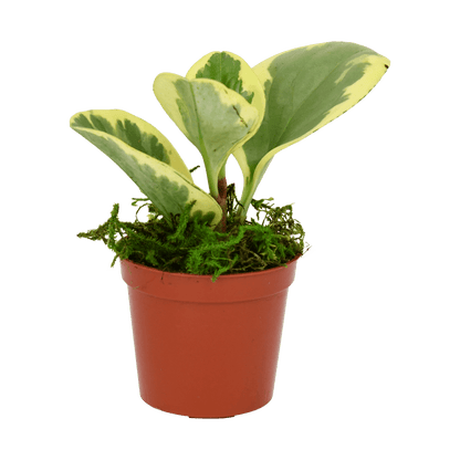 2.5" Peperomia  Obtusifolia image 1