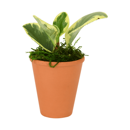 2.5" Peperomia  Obtusifolia image 0
