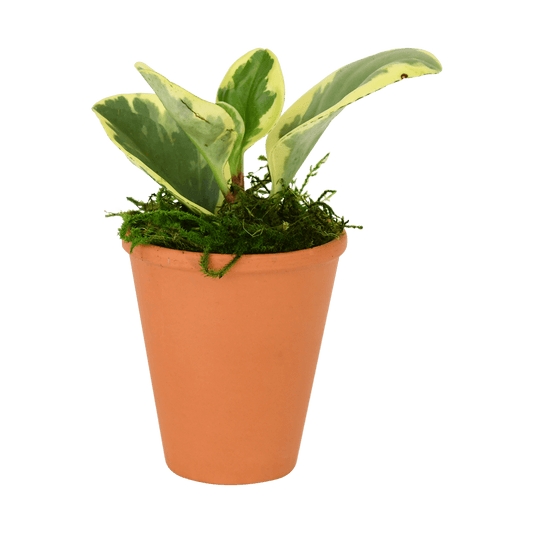 2.5" Peperomia  Obtusifolia image 0