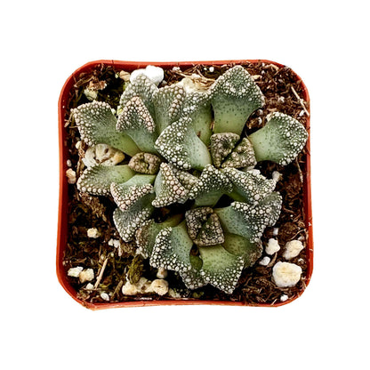 Titanopsis Calcarea image 0