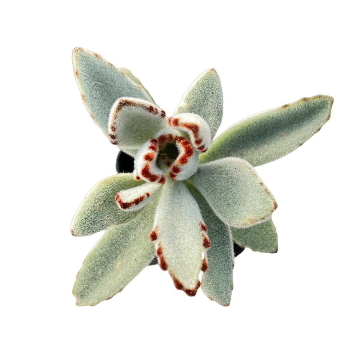 Kalanchoe Tomentosa Panda Plant image 0