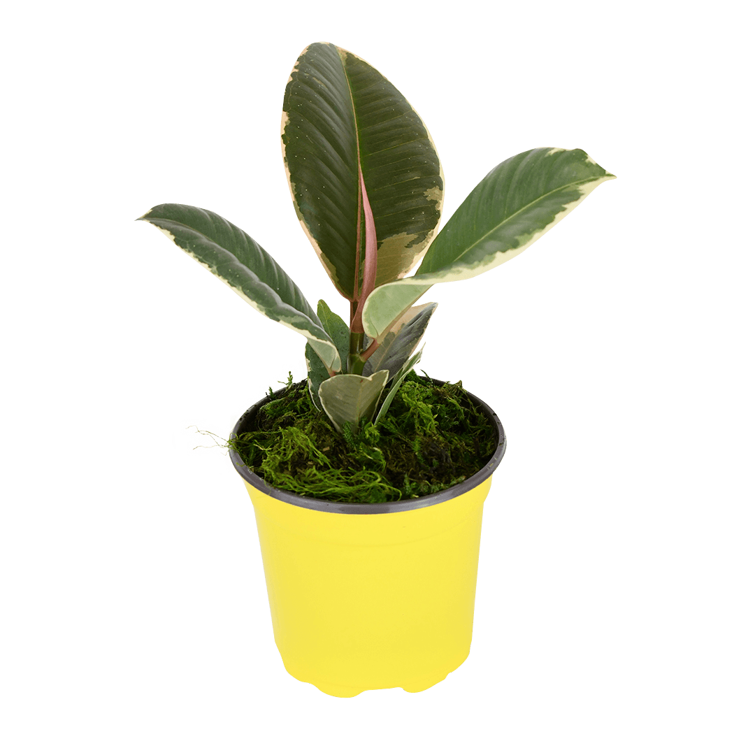 4" Rubber Plant Tineke image 0