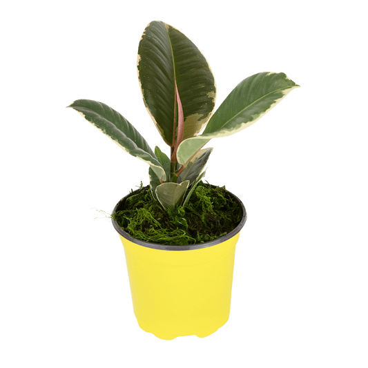4" Rubber Plant Tineke image 0