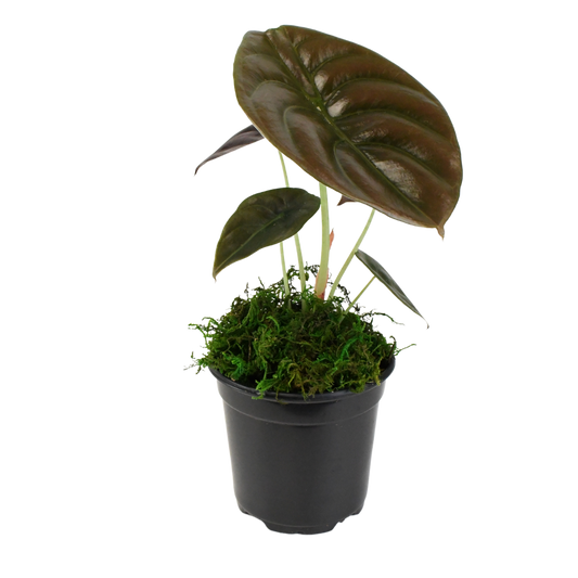 4" Alocasia Red Secret Cuprea image 0