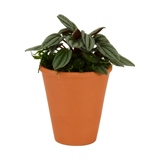 2.5" Peperomia, San Marino image 0
