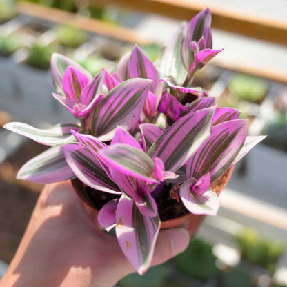 Tradescantia Nanouk / Fantasy Venice (4 inch) image 1