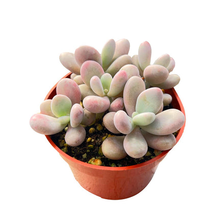 Graptopetalum Amethystinum (4 inch) image 1
