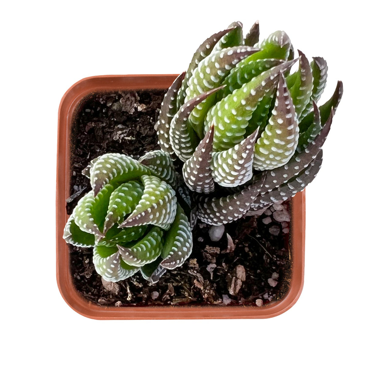 Haworthia coarctata image 0