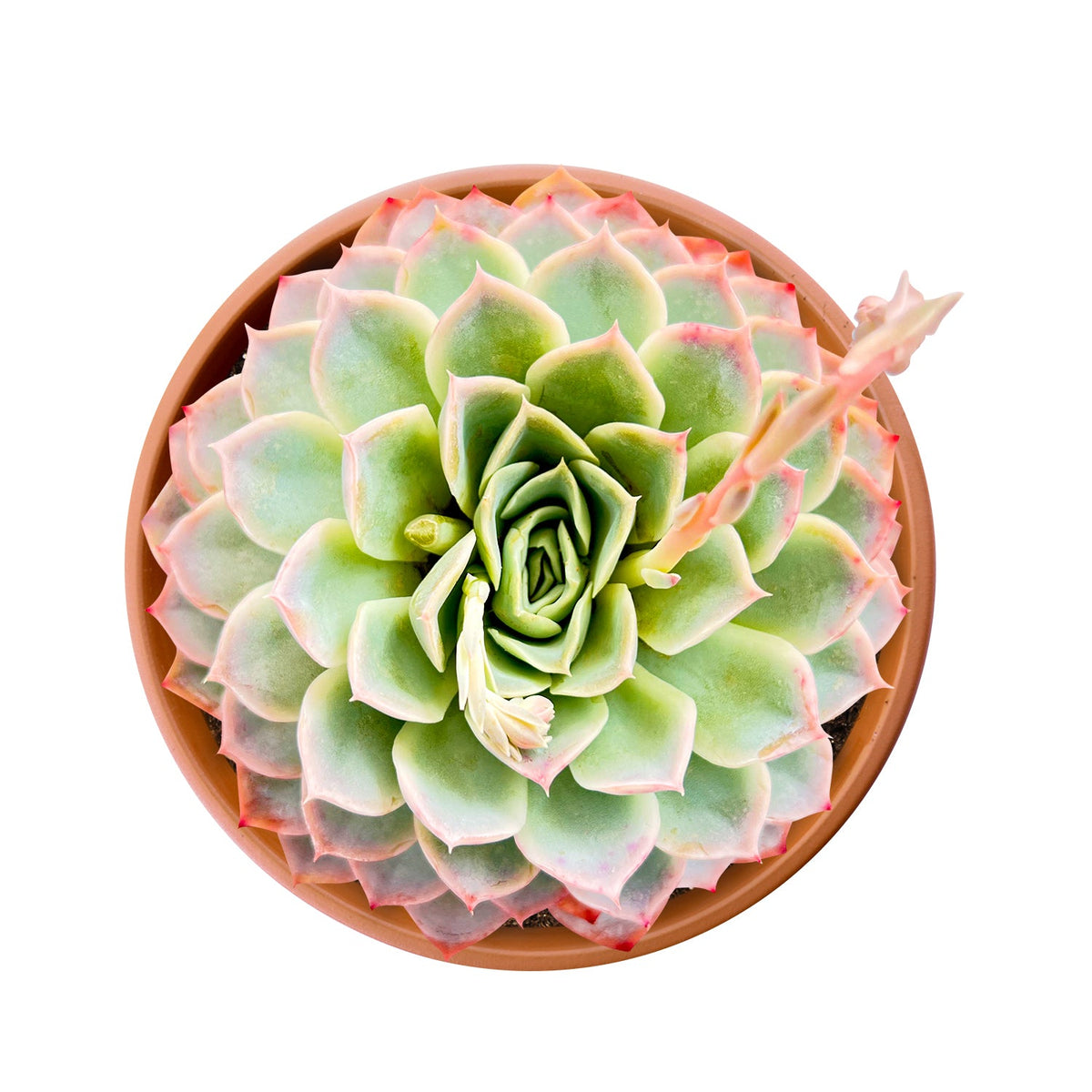 Echeveria Joselrin (6 inch) image 0
