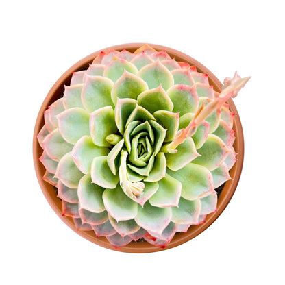 Echeveria Joselrin (6 inch) image 0