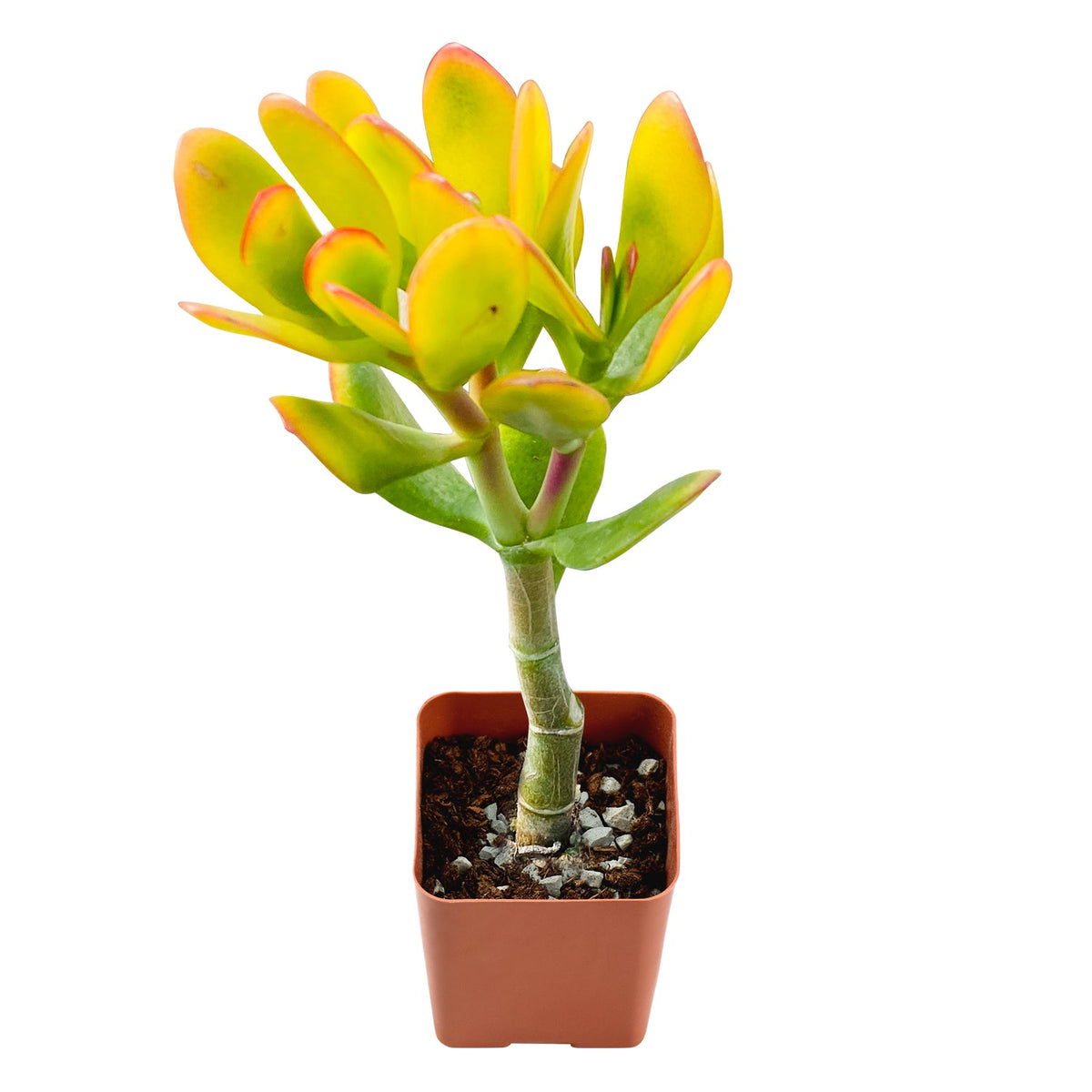 Crassula Ovata 'Hummel’s Sunset' image 0
