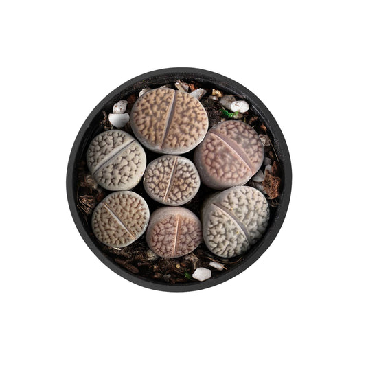 Lithops hookeri v. hookeri image 0