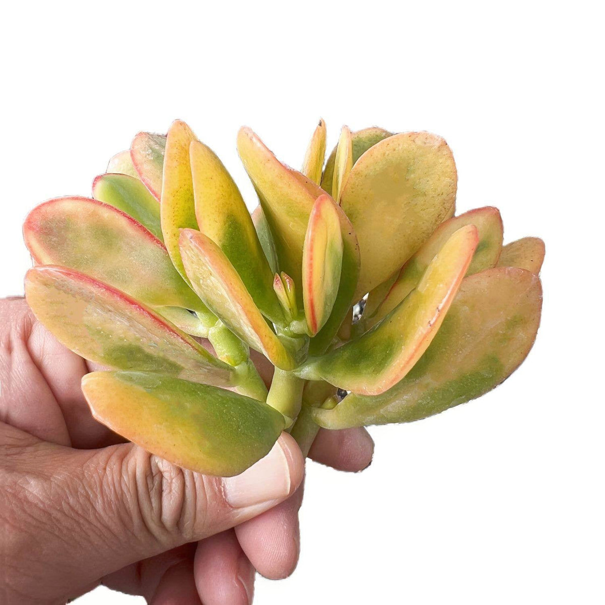 Crassula Ovata Hummel Sunset/Golden Jade Plant Cuttings image 0