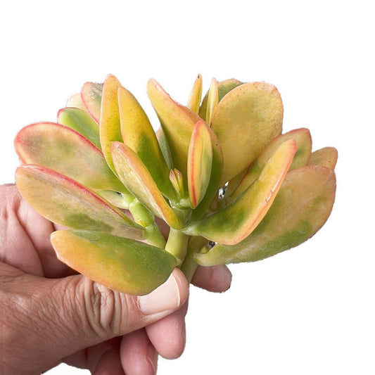 Crassula Ovata Hummel Sunset/Golden Jade Plant Cuttings image 0