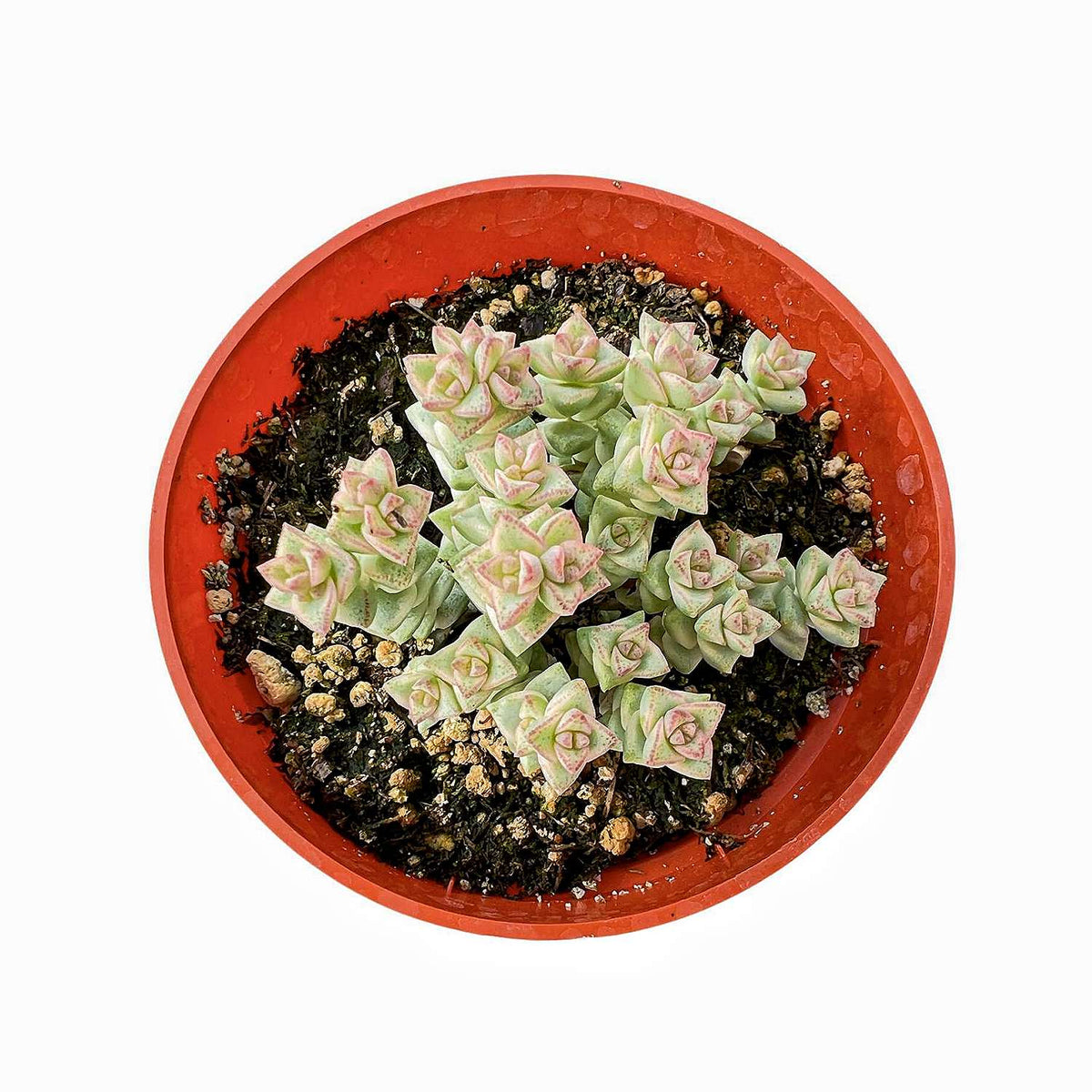 Crassula 'Tom Thumb' variegated (4 inch) image 0