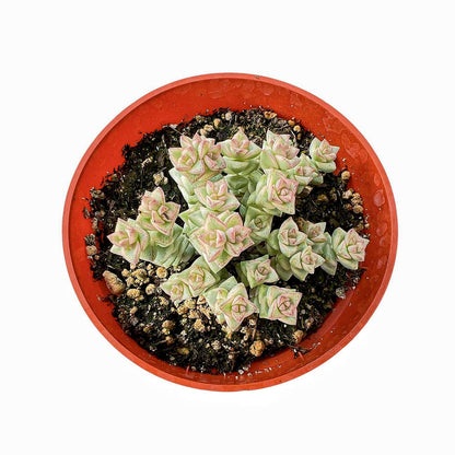 Crassula 'Tom Thumb' variegated (4 inch) image 0