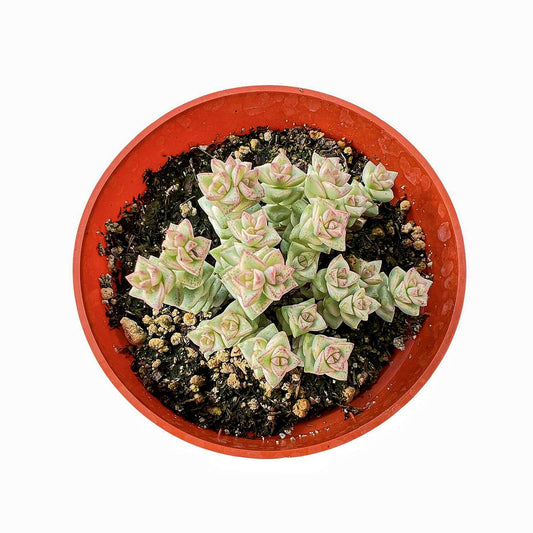 Crassula 'Tom Thumb' variegated (4 inch) image 0