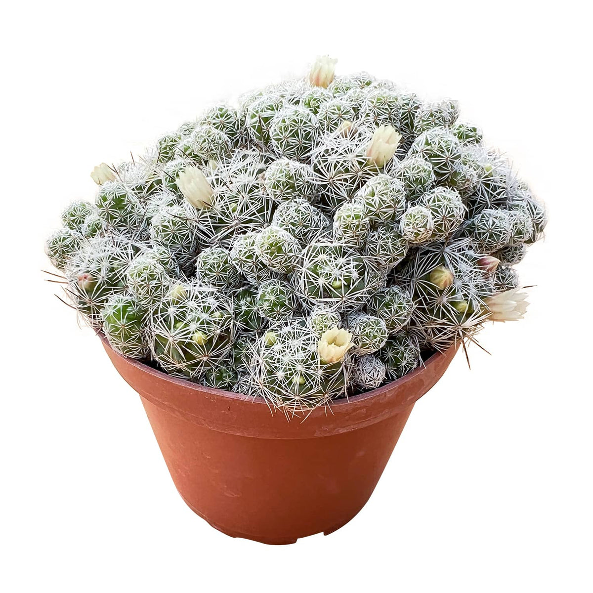 Mammillaria gracilis fragilis / Thimble Cactus (4 inch) image 0