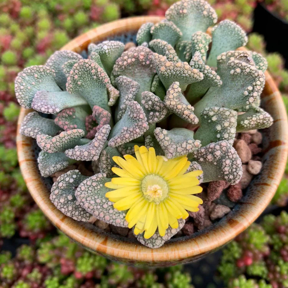 Titanopsis Calcarea image 1