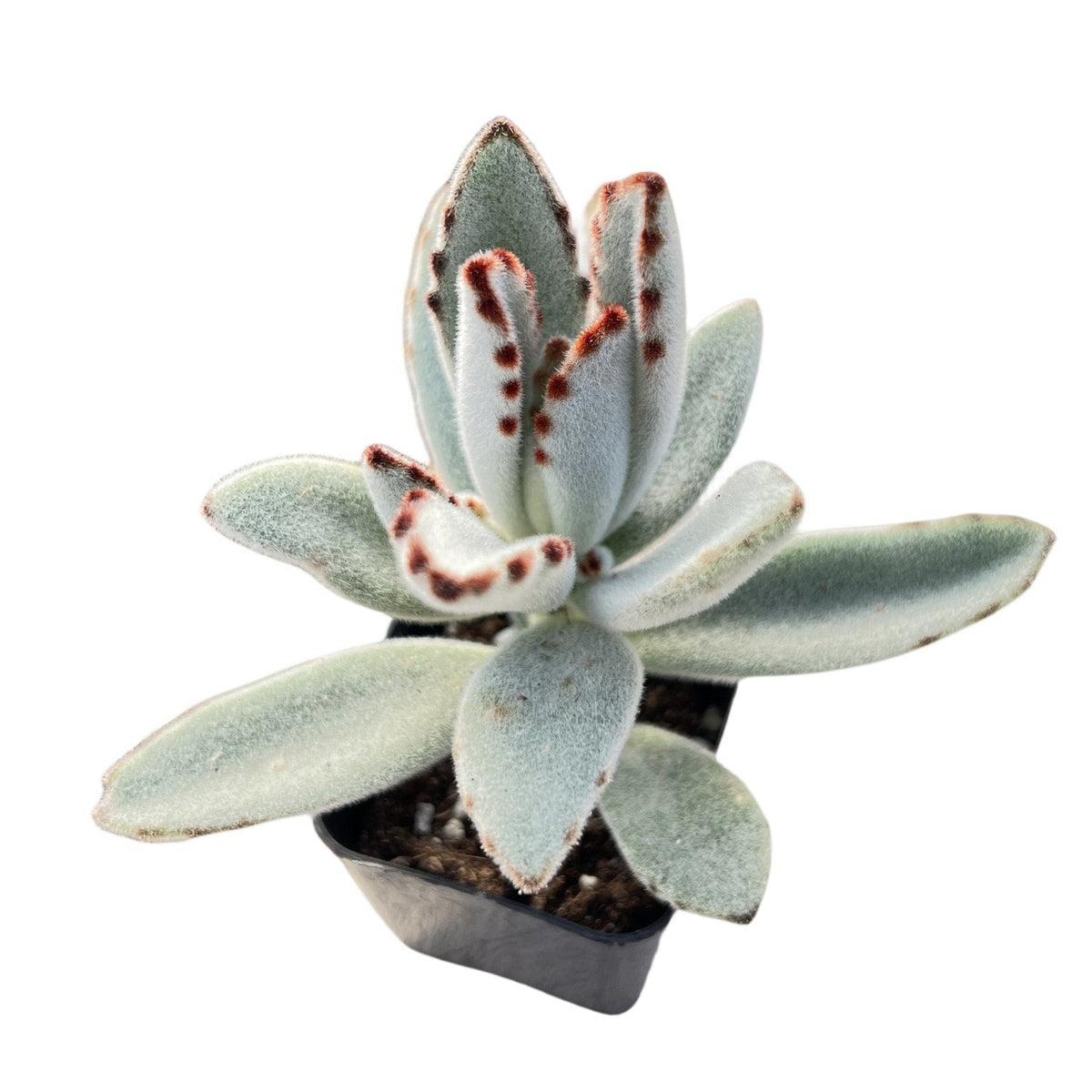 Kalanchoe Tomentosa Panda Plant image 1