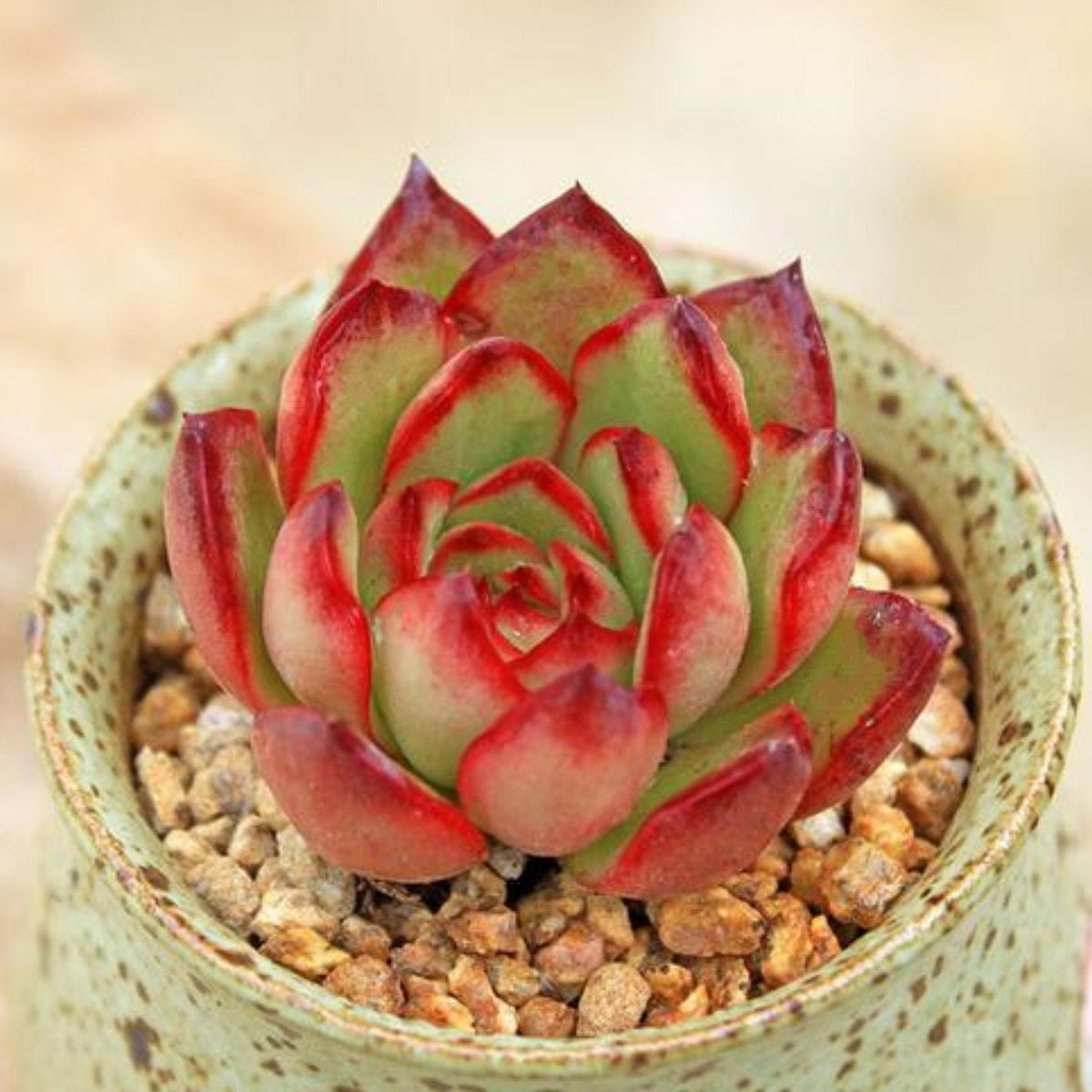 Echeveria 'Puli-lindsayana' (6 inch) image 2