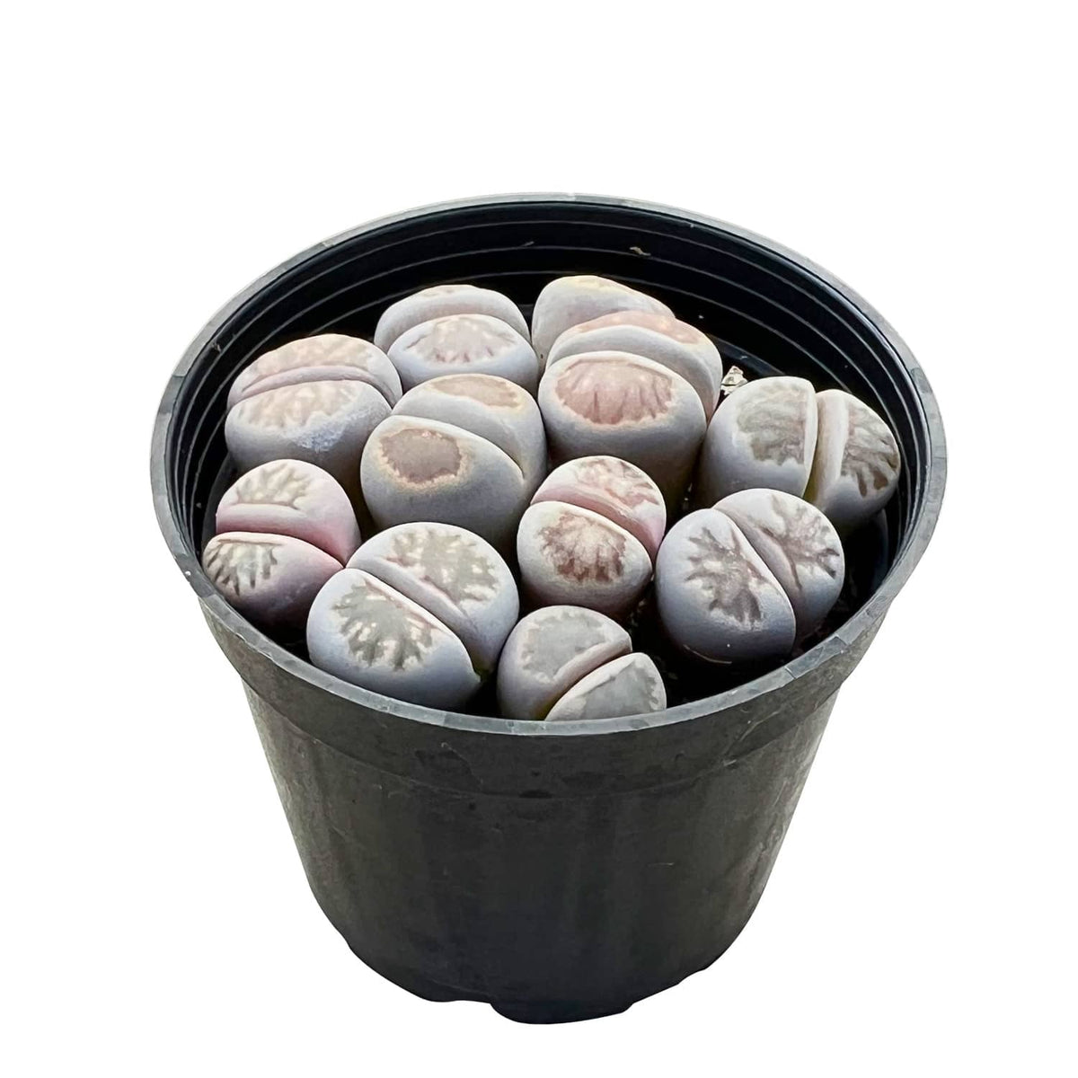Lithops julii 'Kikusiyo Giyoku' (Rare) image 1