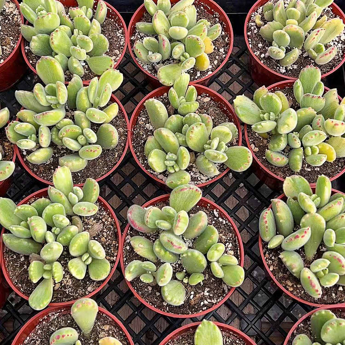 Cotyledon Tomentosa Variegated (4 inch) image 3