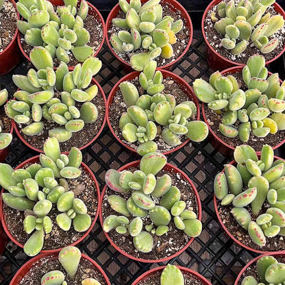 Cotyledon Tomentosa Variegated (4 inch) image 3