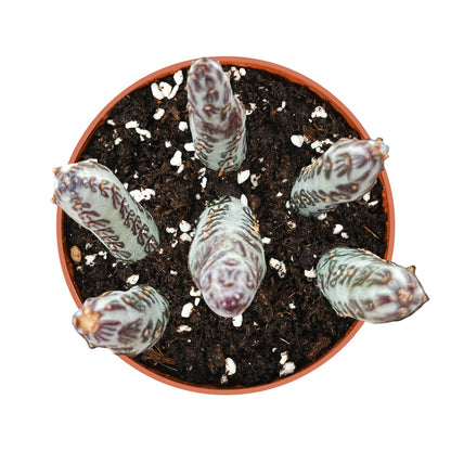 Senecio Stapeliiformis (4 inch) image 1