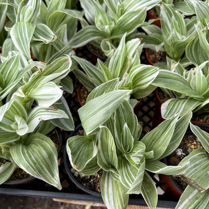 Tradescantia Ivory Hill /Tradescantia fluminensis 'Quicksilver' (4 inch) image 1