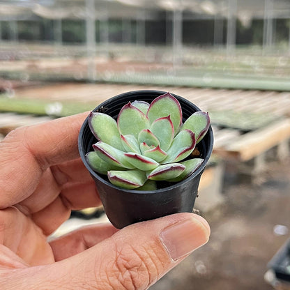 Echeveria Mexican Pulidonis image 2
