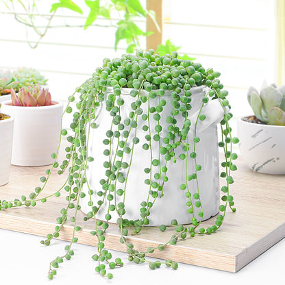 String of Pearls/Senecio Rowleyanus (4 inch) image 3