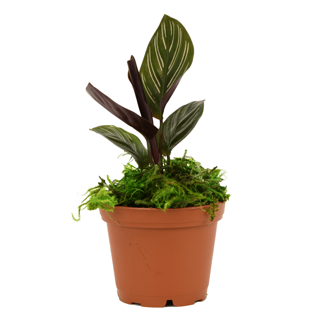 2.5" Calathea Ornata image 1